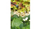 4 LPH End of Line Pressure Compensating Dripper - (Contains 5)