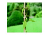 Raffia - 80gm